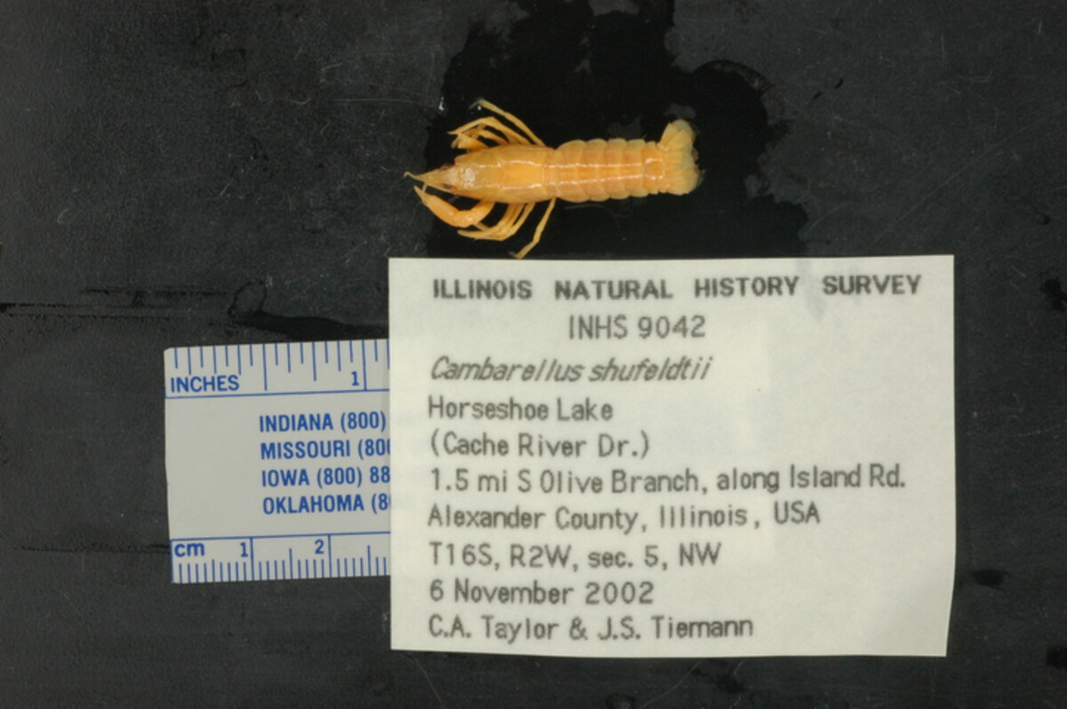 Cambarellus shufeldtii image